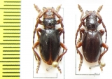 Eodorcadion carinatum involvens, pair  Russia, Tuva reg. - INSECTS-STORE.RU