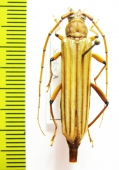 Malacopterus tenellus  Peru - INSECTS-STORE.RU