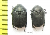 Protaetia afflicta libanni  Israel - INSECTS-STORE.RU