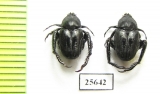 Hopliini sp.  South Africa Rep. - INSECTS-STORE.RU