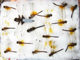 Odonata sp.  Russia, Tver reg. - INSECTS-STORE.RU