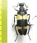 Meloidae sp.  Iran, Hormozgan prov. - INSECTS-STORE.RU