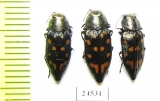 Trachypteris picta  Kirgizstan - INSECTS-STORE.RU