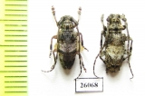 Cerambycidae sp.  South Africa Rep. - INSECTS-STORE.RU