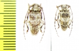 Cerambycidae sp.  Malawi - INSECTS-STORE.RU