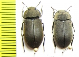 Gonocephalum sp.  India - INSECTS-STORE.RU