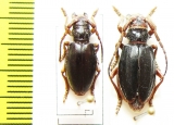Eodorcadion carinatum involvens  Russia, Irkutsk reg. - INSECTS-STORE.RU