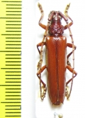 Cerambycidae sp.  Peru - INSECTS-STORE.RU