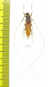 Cerambycidae sp.  China, Yunnan prov. - INSECTS-STORE.RU