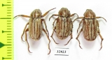 Melolonthinae sp., pair  Honduras - INSECTS-STORE.RU