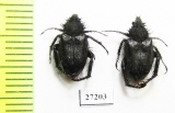Hopliini sp.  South Africa Rep. - INSECTS-STORE.RU