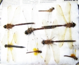Odonata sp.  Russia, Tver reg. - INSECTS-STORE.RU
