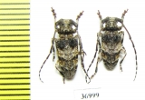 Cerambycidae sp.  South Africa Rep. - INSECTS-STORE.RU