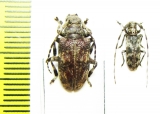 Cerambycidae sp.  Malawi - INSECTS-STORE.RU