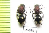 Mutillidae sp.  South Africa Rep. - INSECTS-STORE.RU