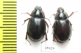 Hybosoridae sp.  Tanzania - INSECTS-STORE.RU