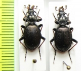 Cychrus attenuatus  Slovenia - INSECTS-STORE.RU