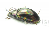 Tenebrionidae sp.  Indonesia, Sumatra - INSECTS-STORE.RU