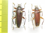 Bolbostetha major  Malaysia - INSECTS-STORE.RU