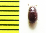 Menimus sp.  China, Sichuan prov. - INSECTS-STORE.RU