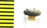 Dryops viennensis  Ukraina - INSECTS-STORE.RU
