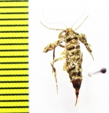 Agriopis marginaria  Russia, Moscow reg. - INSECTS-STORE.RU