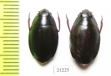 Gyrinidae sp.  Madagascar - INSECTS-STORE.RU