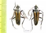 Stenocorus vittatus  Kazakhstan - INSECTS-STORE.RU