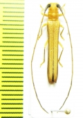 Oberea birmanica  China - INSECTS-STORE.RU