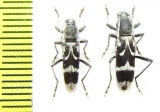 Chlorophorus figuratus  Russia, Voronezh reg. - INSECTS-STORE.RU