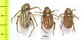 Melolonthinae sp., pair  Honduras - INSECTS-STORE.RU