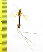 Ichneumonoidea sp.  Russia, Tula reg. - INSECTS-STORE.RU