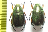 Rutelinae sp.  Malaysia, Borneo - INSECTS-STORE.RU