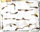 Odonata sp.  Russia, Tver reg. - INSECTS-STORE.RU