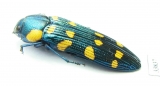 Madecacesta gaudroni  Madagascar - INSECTS-STORE.RU
