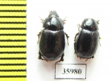 Hybosoridae sp.  Tanzania - INSECTS-STORE.RU