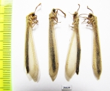 Myrmeleontidae sp.  Tajikistan - INSECTS-STORE.RU