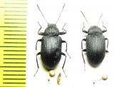 Gonocnemis indicus, pair  India - INSECTS-STORE.RU