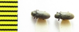Dryops viennensis  Ukraina - INSECTS-STORE.RU