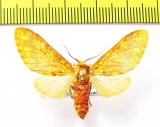 Erebidae sp.  Honduras - INSECTS-STORE.RU