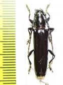 Cerambycidae sp.  Peru - INSECTS-STORE.RU