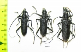 Cerambyx scopolii, pair  Russia, Ryazan reg. - INSECTS-STORE.RU