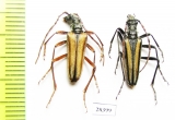 Stenocorus vittatus  Kazakhstan - INSECTS-STORE.RU