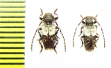 Pogonocherus hispidulus  Russia, Krasnodar reg. - INSECTS-STORE.RU