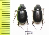 Melolonthinae sp.  Iran, Hamadan prov. - INSECTS-STORE.RU