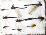 Odonata sp.  Russia, Tver reg. - INSECTS-STORE.RU