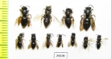 Hymenoptera sp.  Russia, Tver reg. - INSECTS-STORE.RU