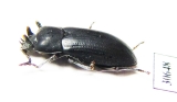 Toxicum sp.  Indonesia, Kalimantan - INSECTS-STORE.RU
