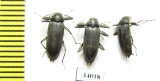 Elmidae sp.  Ecuador - INSECTS-STORE.RU