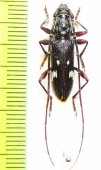 Ambonus interrogationis  Bolivia - INSECTS-STORE.RU